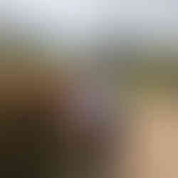 Author admiring the red roses in the forma gardens surrounding the American Museum in Bath