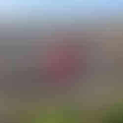 Barefoot and free, a young boy climbs a fence while playing in the holiday house garden. Such stunning views across the landscape.