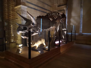 Triceratops, Dawnosaurs experience, Natural History Museum