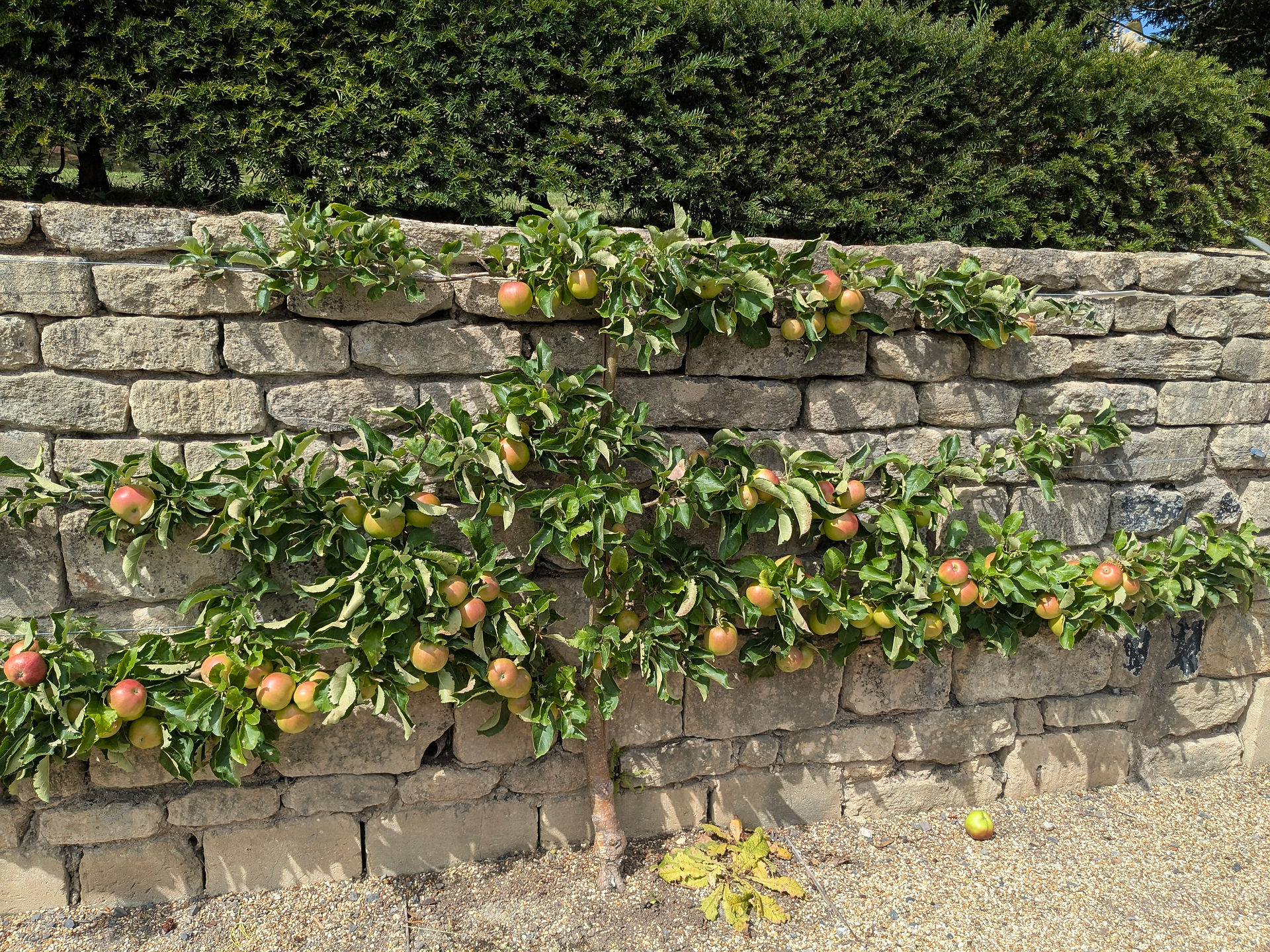 Espaliered Fruit tree against an old stone brick wall in the glorious kitchen garden at the American Museum in Bath