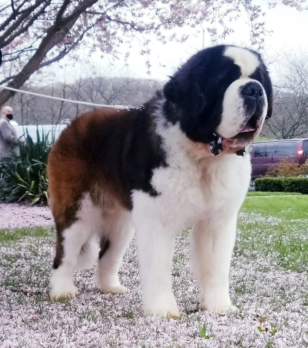 Wasatch Giants Houdini