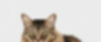 brown%2520and%2520white%2520tabby%2520cat_edited_edited.jpg