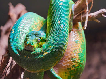 De meest kleurrijke slangen: een exotische schoonheid bij u thuis