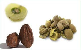 Triphala - the rejuvenator