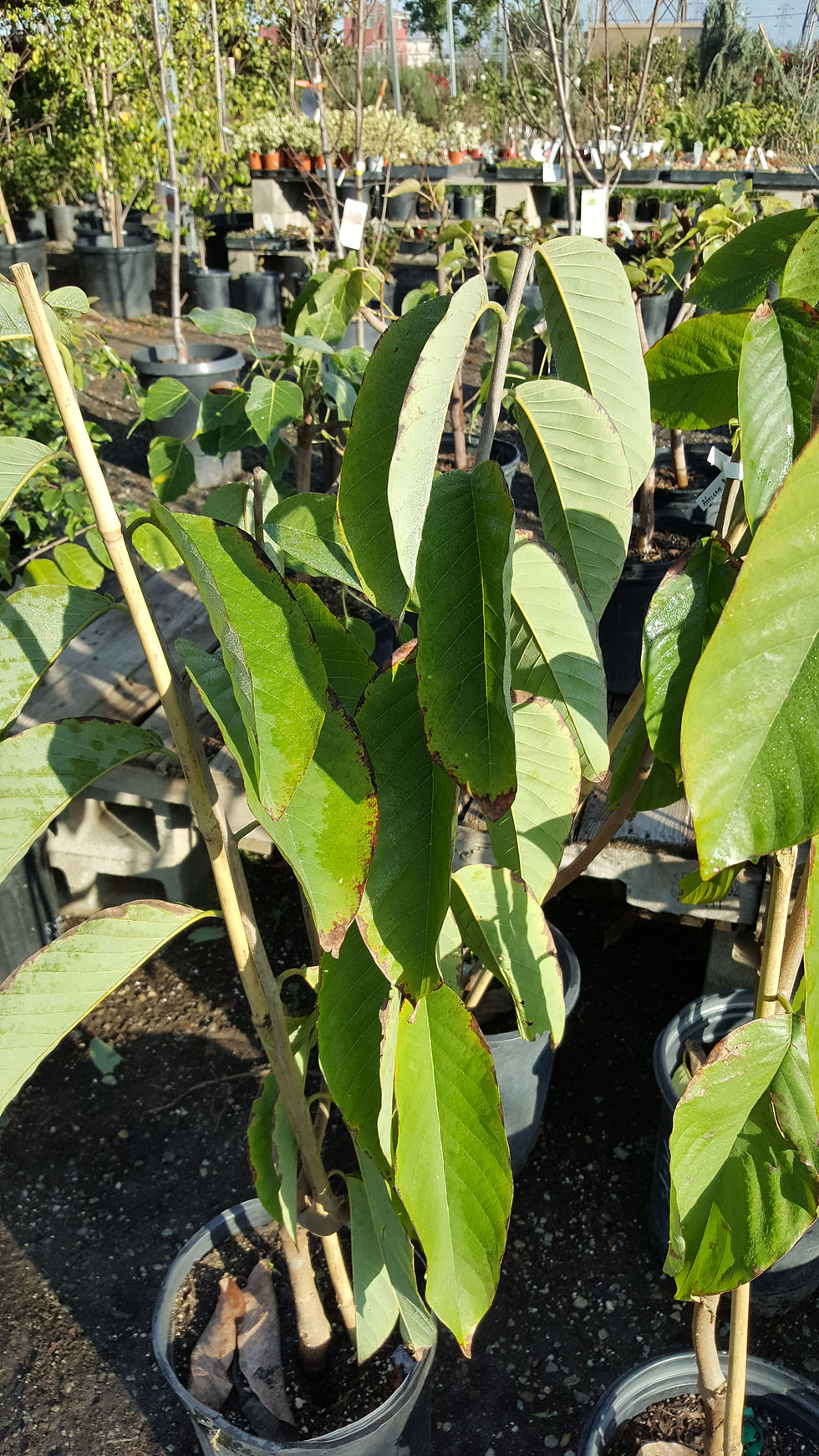 Thumbnail: Atemoya - Grafted Tree - 4 Feet