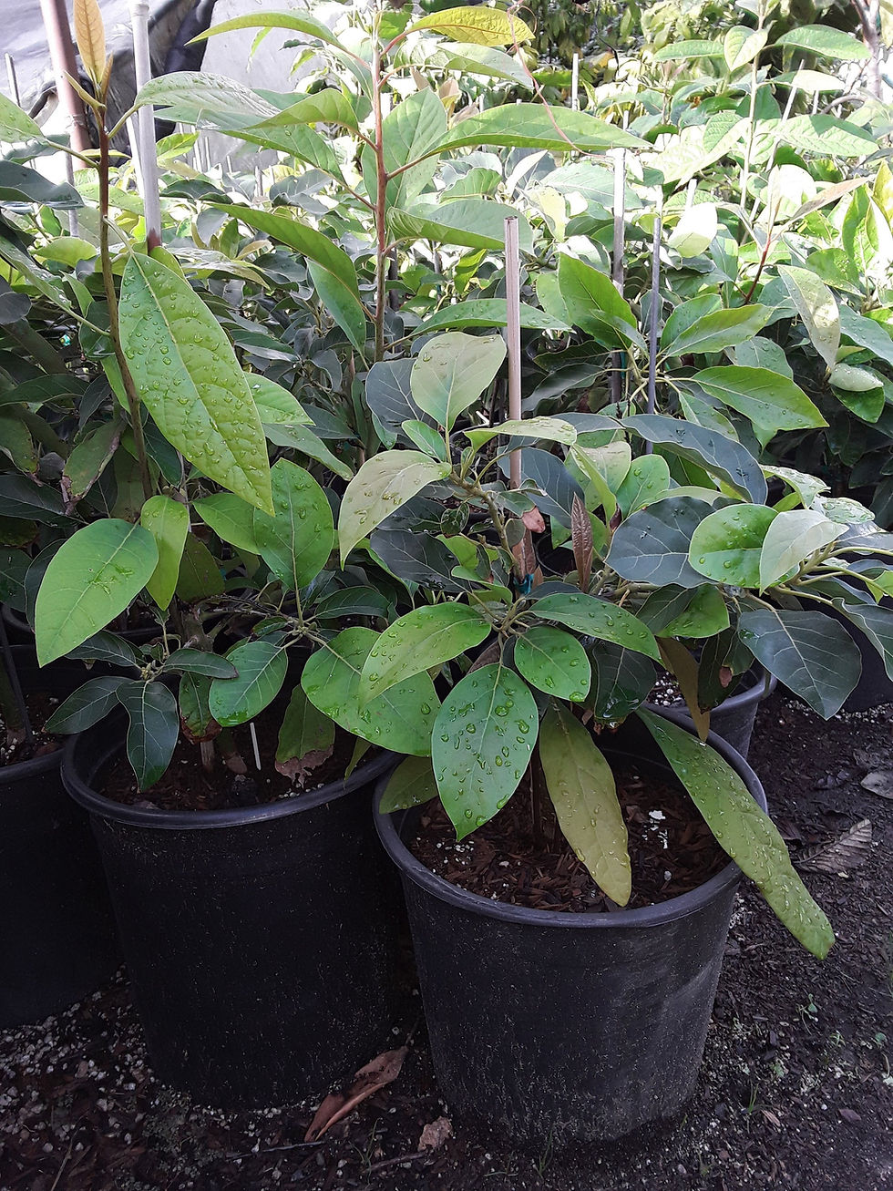 Thumbnail: Queen Avocado Grafted Tree -  1  Feet Tall - Ship in Plastic Bag