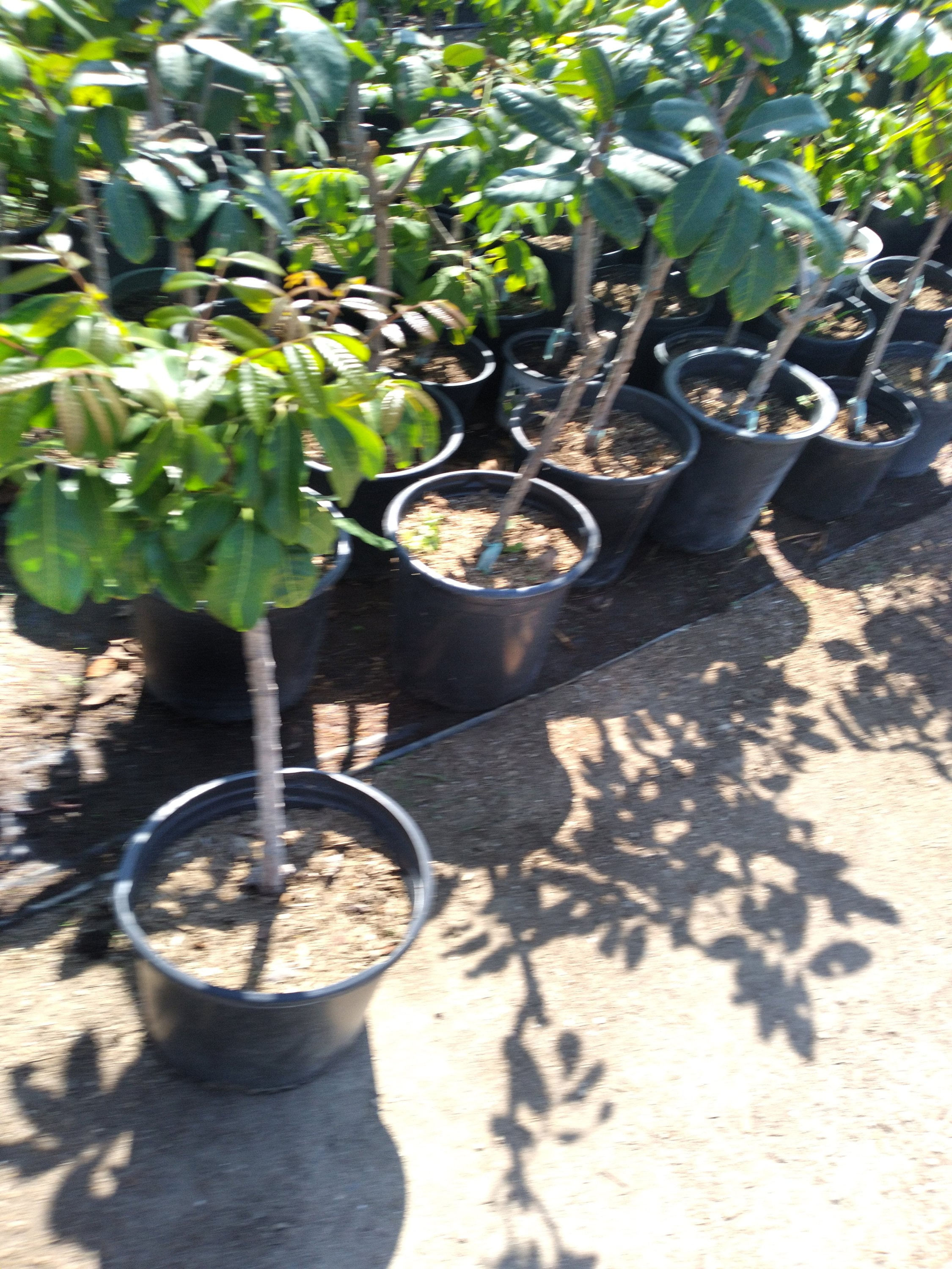 Longan Air Layered Tree - 1 Plant - 2 Feet Tall - Bigger Trunk - Ship in 3 Gal