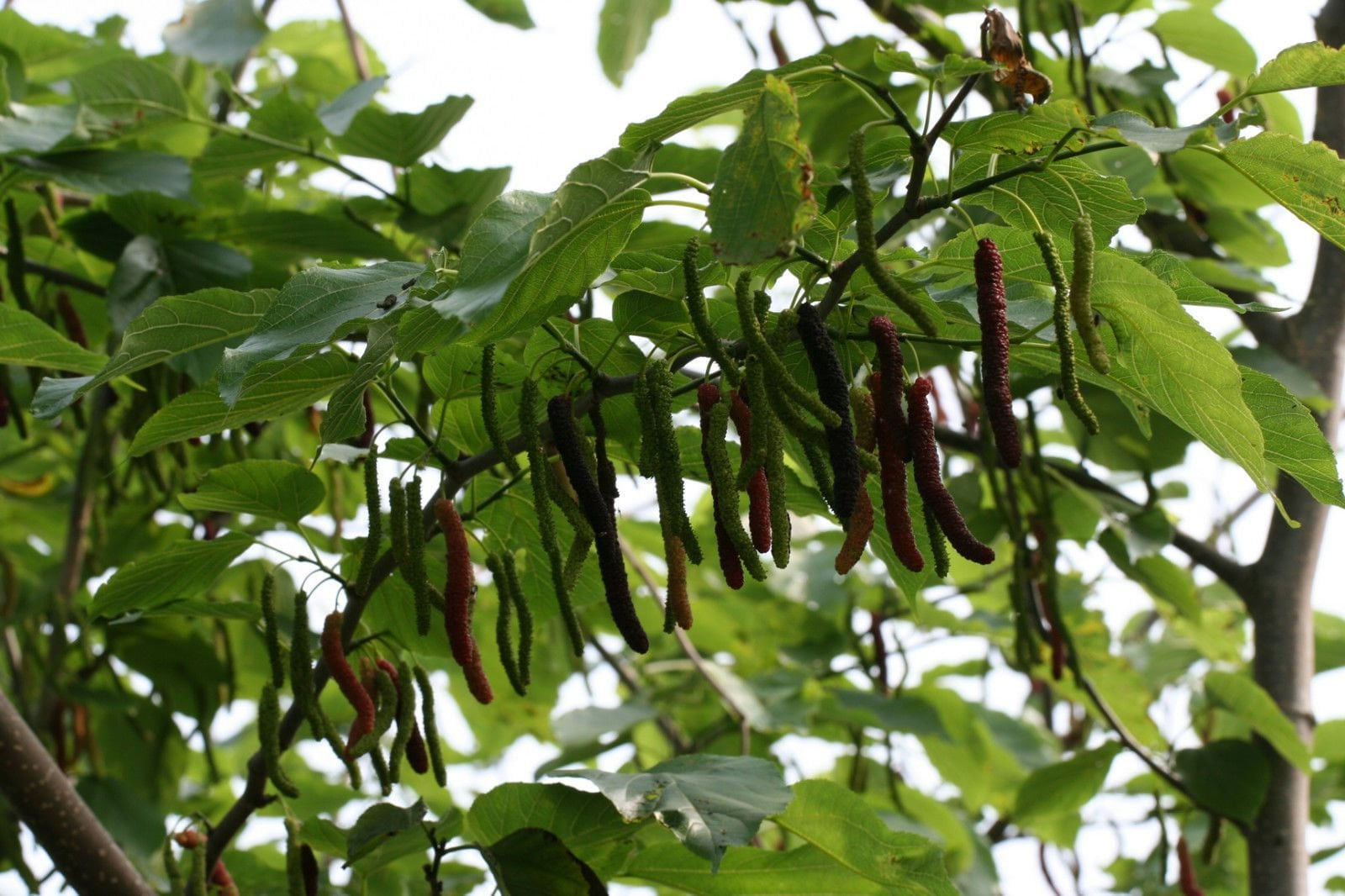Pakistan Mulberry Fruit Trees -4 to 5 Feet Tall - Bigger Trunk -  Ship in 3 Gal 