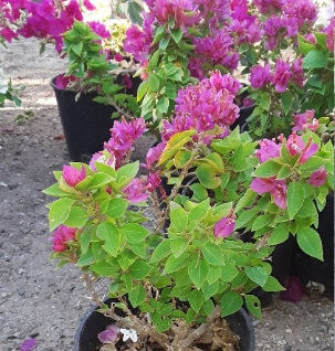 Thumbnail: Torch Bougainvillea Bonsai - Ship in 3Gal Pot