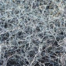 Thumbnail: Corokia cotoneaster Wire Netting Bush - 1 Plants - 1 feet Tall - Ship in 6" Pot