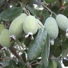 Thumbnail: Pineapple guava (feijoa sellowiana) 1 feet tall  ship in 6" pot