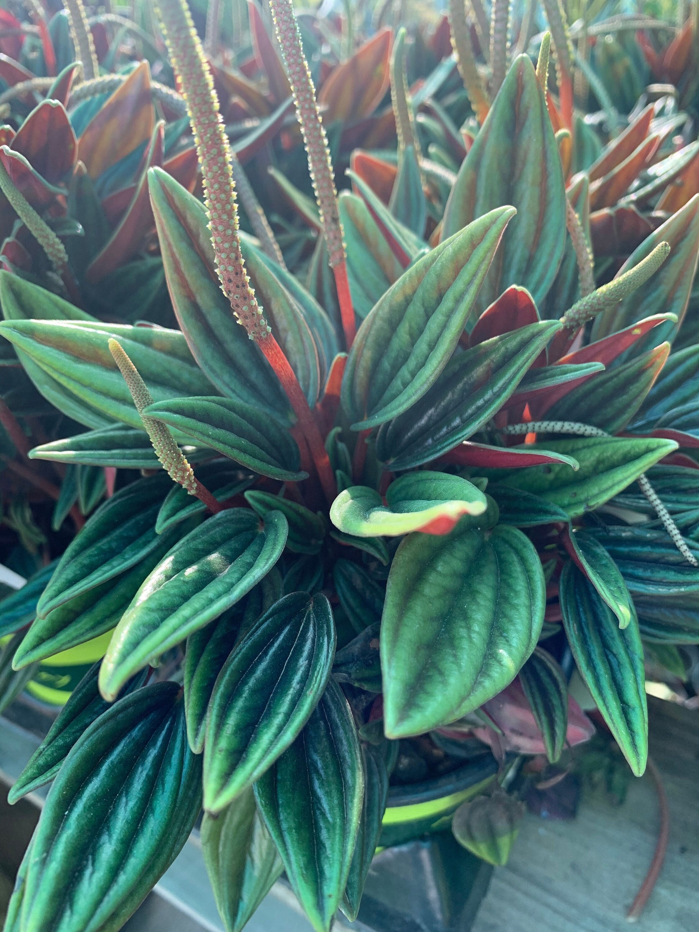 Peperomia ‘rosso’ 1 live plant 4” pot