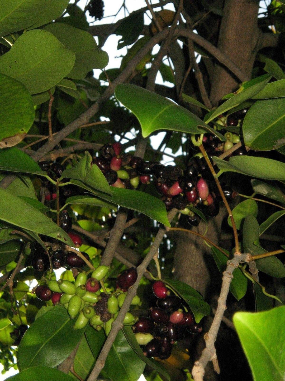 Duhat Fruit Trái Trâm - 2 Feet Tall Ship in 3 Gal Pot