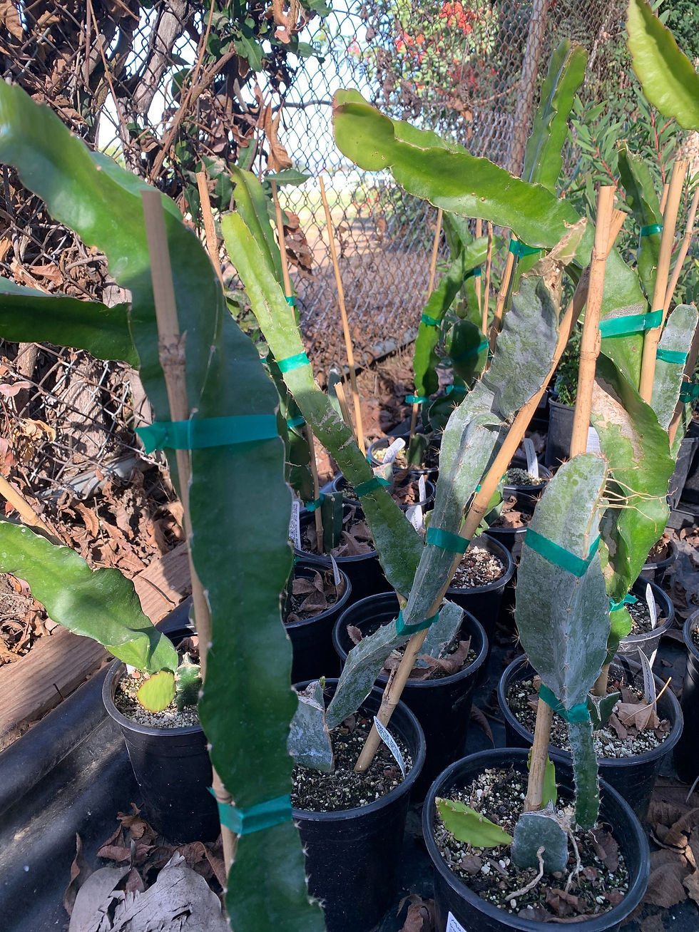 Thumbnail: Yellow  Dragon Fruit  - 1  Feet Tall - Ship in 6" Pot