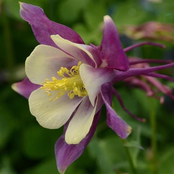Thumbnail: Columbine aquilegia  'Early Bird Purple & Yellow' 1 live plant  ship in 6" pot