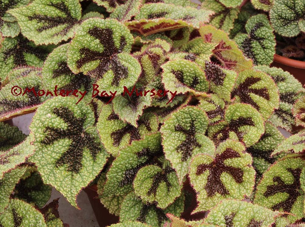 IRON CROSS BEGONIA  - 1 Starter Plant- Ship in 3" Pot