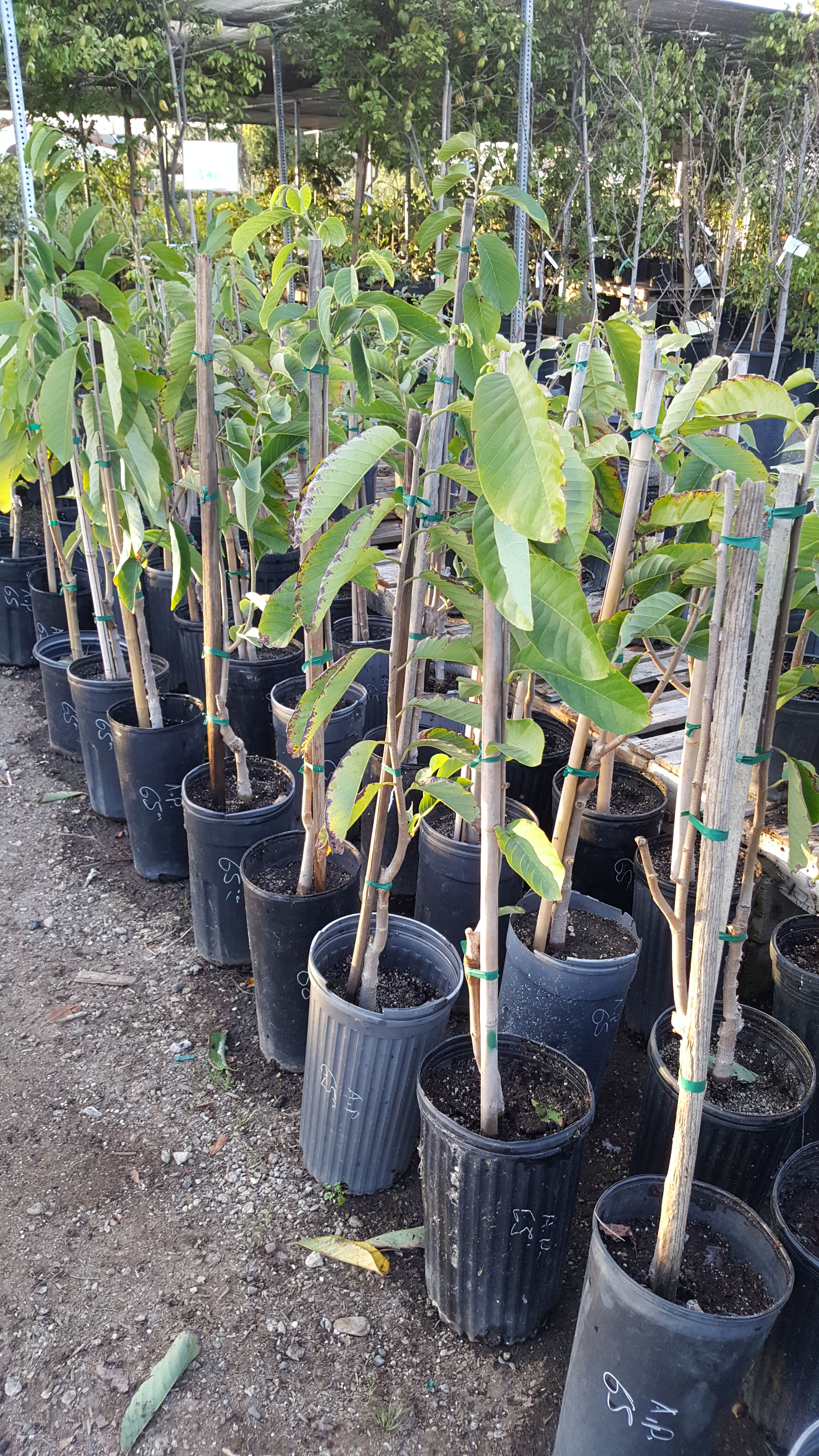 Atemoya - Grafted Tree - 1 to 2 Feet Tall