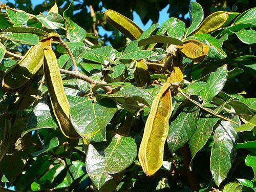 Thumbnail: Inga Edulis Ice Cream Bean - 2 to 3   Feet Tall   - Ship in 3 Gal Pot