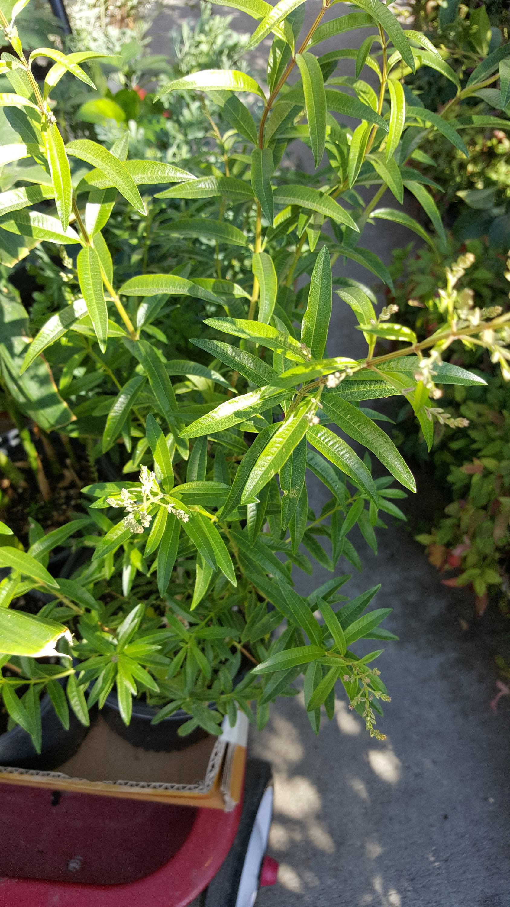 Lemon Verbena - Aloysia triphylla  - 1 to 2 Feet Tall - Ship in 3 Gal Pot