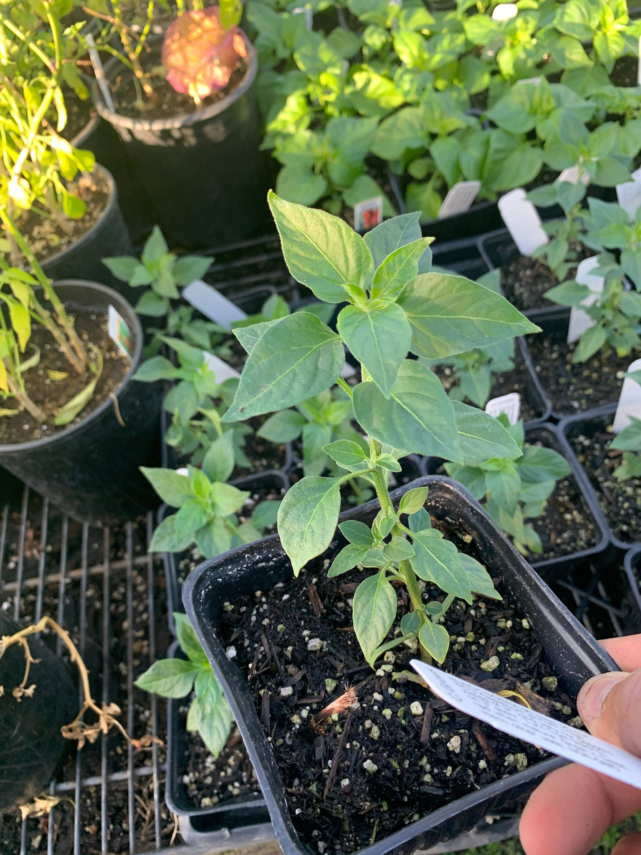 Pepper black cobra 1 live plant 6” pot