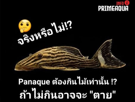 จริงหรือไม่!? ปลาพานาเก้ (Panaque) ต้องกินขอนไม้เท่านั้น!?