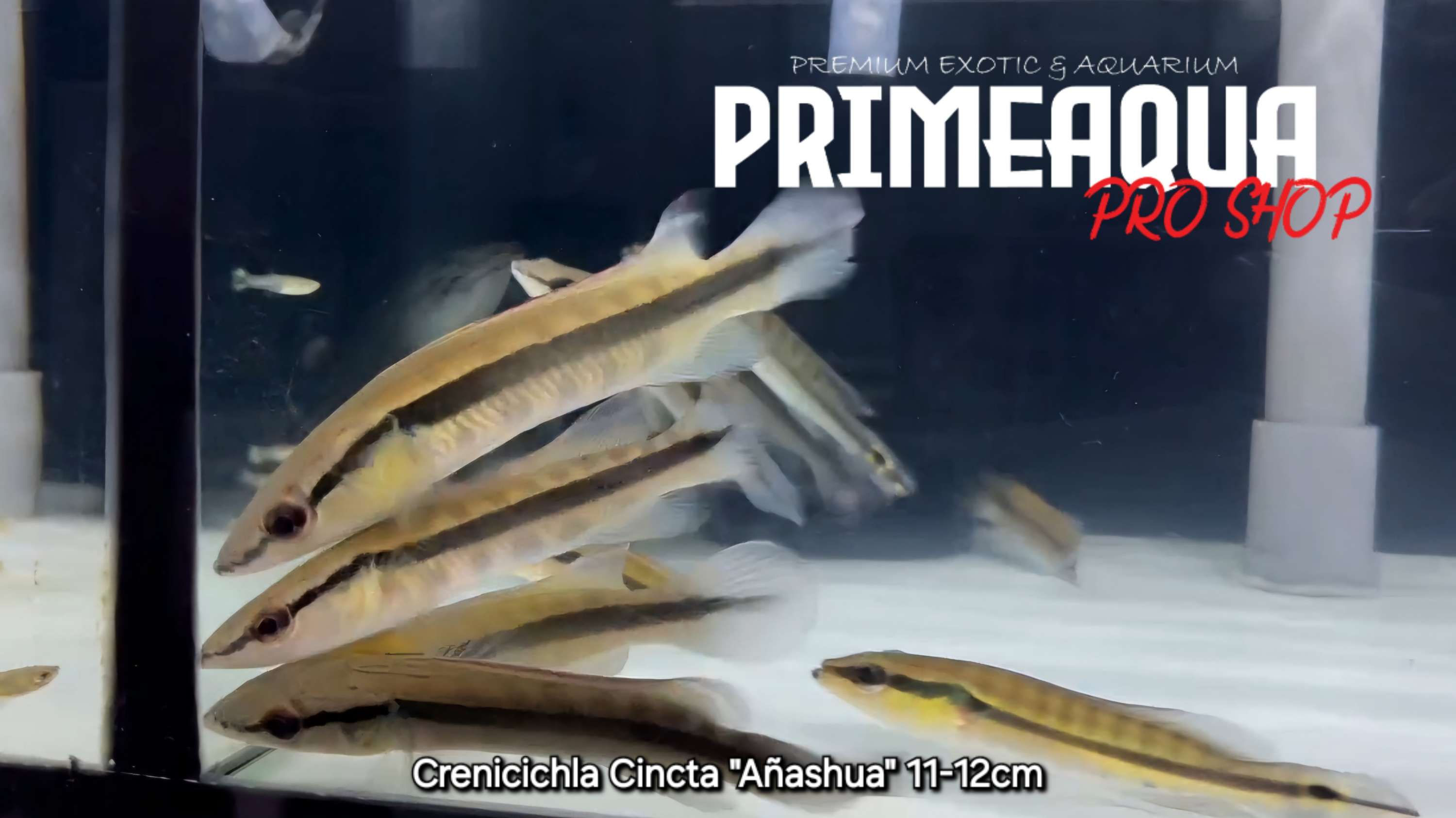 Crenicichla Cincta "Anashua" 11-12cm