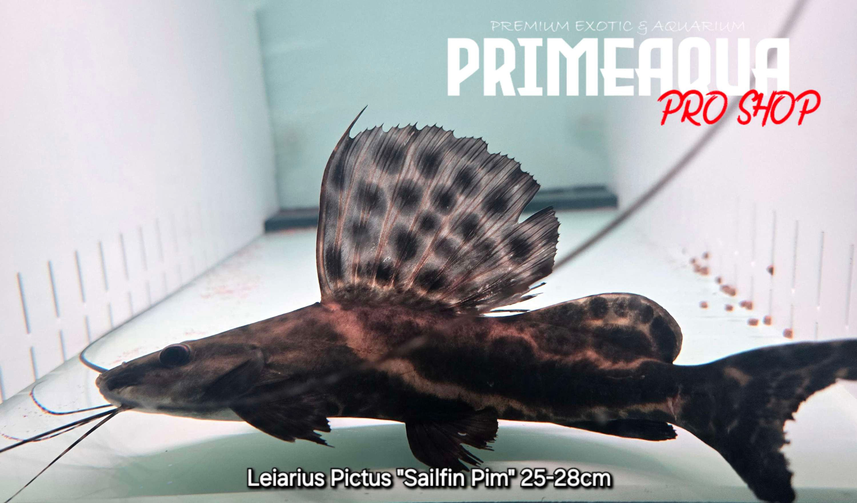 Leiarius Pictus "Sailfin Pim" 25-28cm
