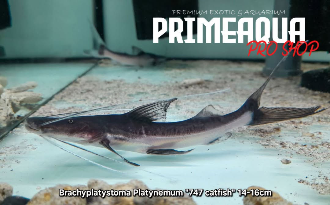 Brachyplatystoma Platynemum "747 catfish" 14-16cm