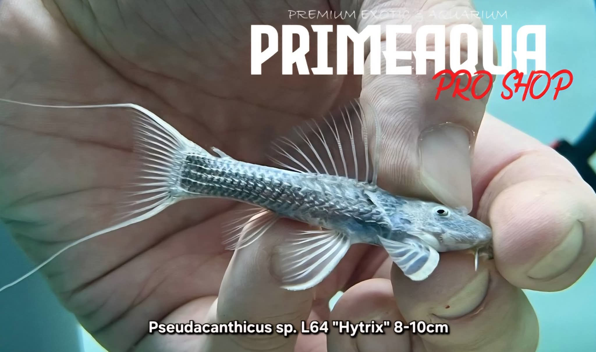 Pseudacanthicus sp. L64 "Hytrix" 8-10cm