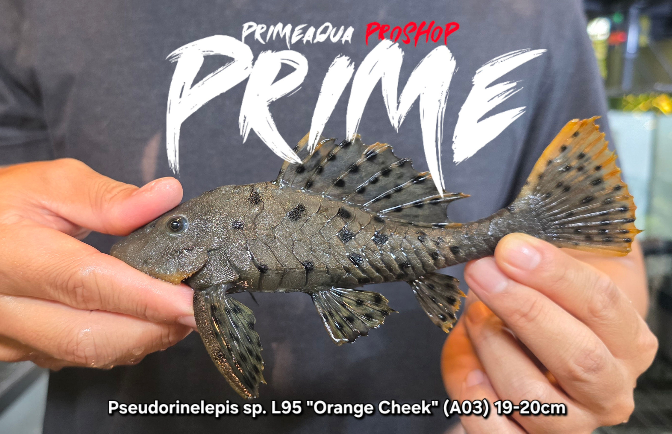 Pseudorinelepis sp. L95 "Orange Cheek" (A03) 19-20cm