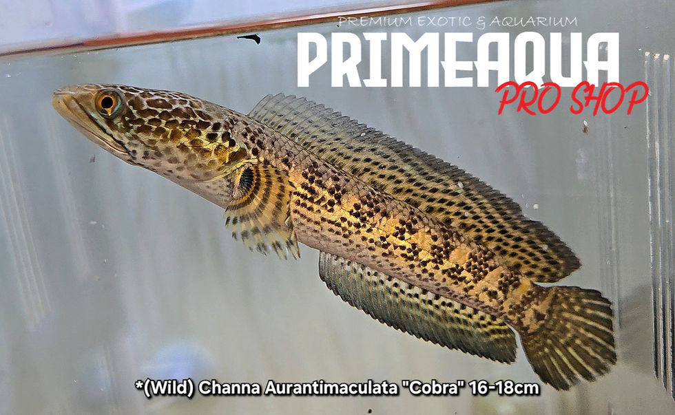*(Wild) Channa Aurantimaculata "Cobra" 16-18cm