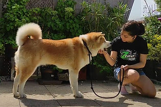 Educateur canin à Paris (75015), Ile de France, Julie Faure votre comportementaliste canin à Paris assurera l'éducation canine de votre chien ou chiot à Paris (75015). Julie Faure assurera le dressage de votre chien à paris en toute bienveillance. Julien Faure, cours d'éducation canine Paris.