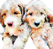 san antonio goldendoodle golden doodle breeder the doodle spot
