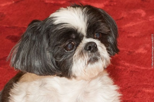 ShaSha the wonder dog