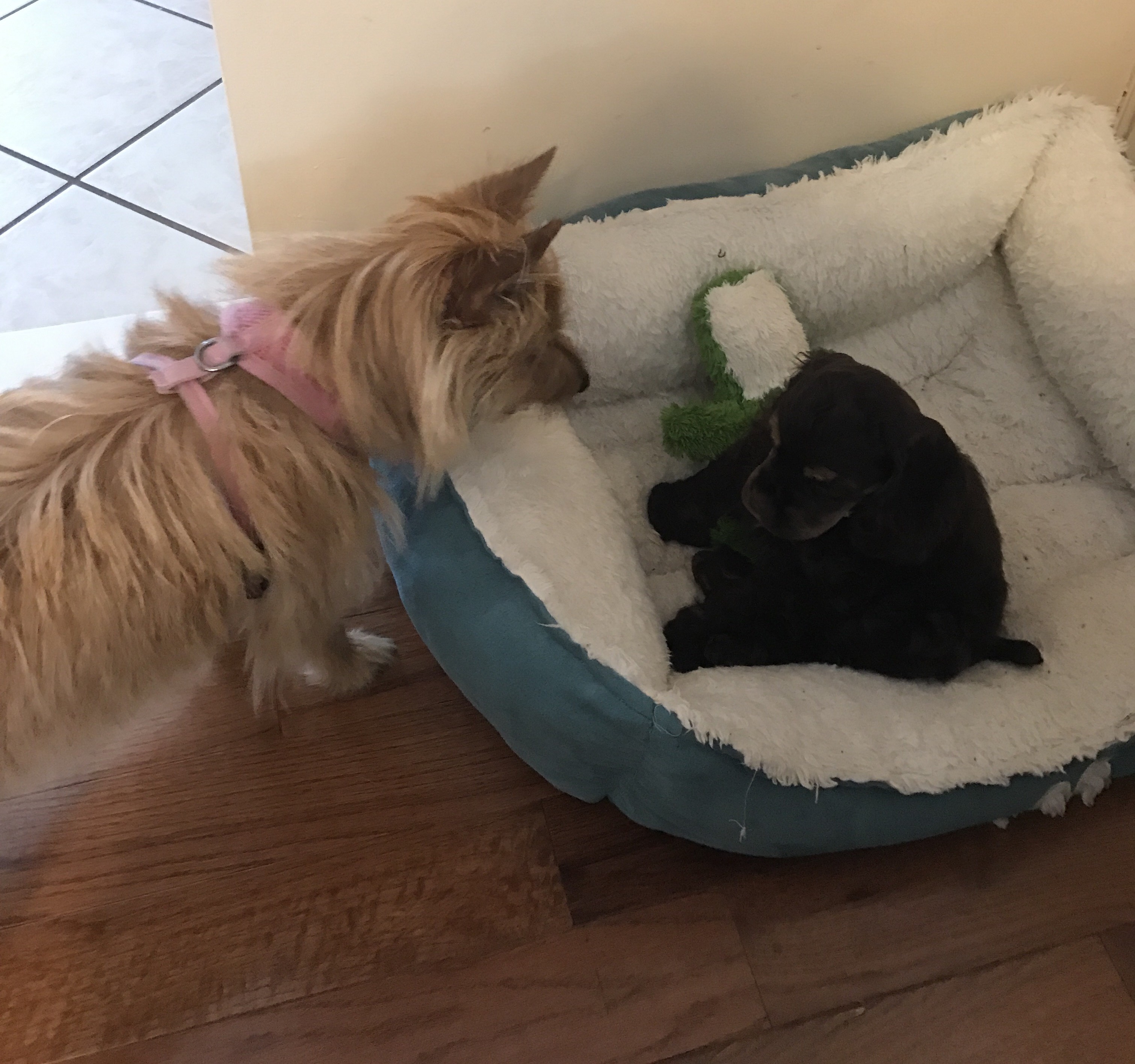 Ginger Snap and Savannah