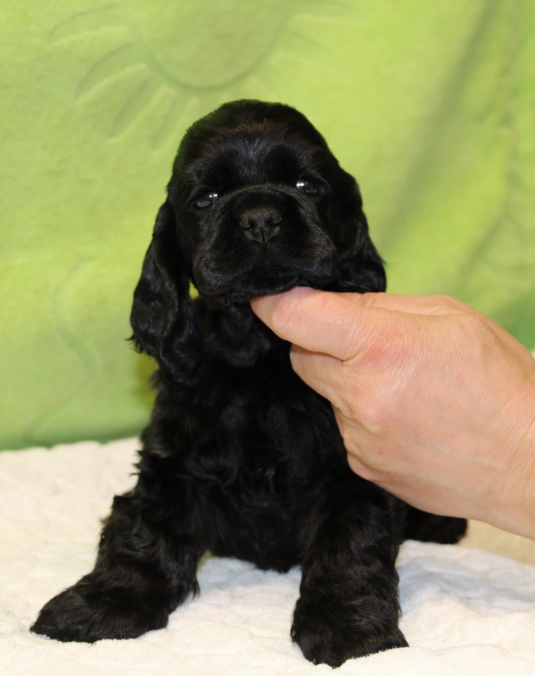 Adele as a puppy