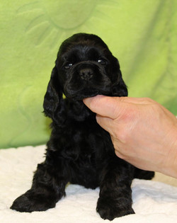 Adele as a puppy