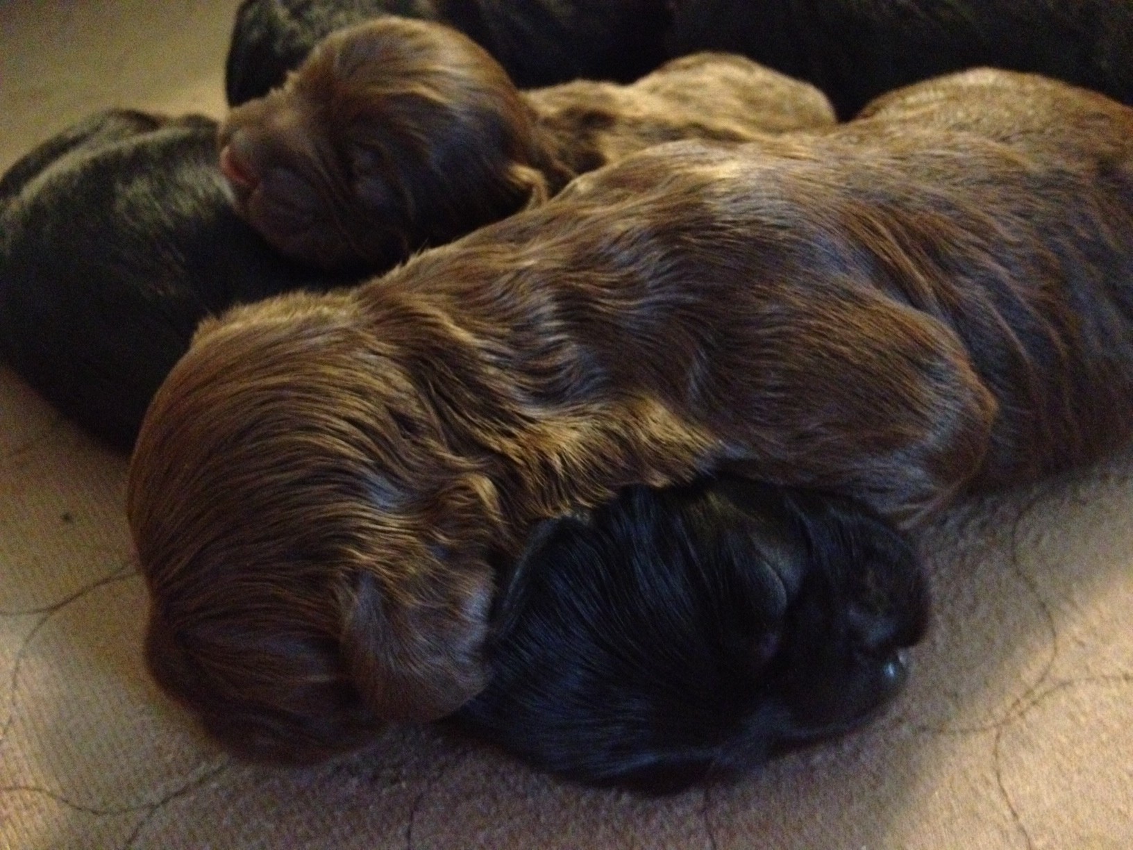 Puppy Pile
