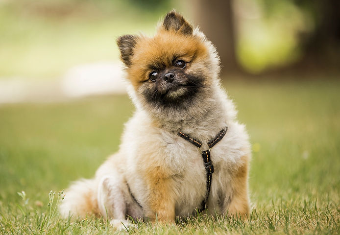 Der Hund der Singleberatung Hecken