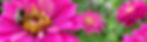 Summer Home Page Banner_Zinnia.jpg
