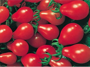The Great Tomato Taste Winners
