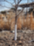 Wrap young trees with reflective white tree guards