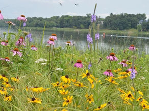 Gardening with Native Plants