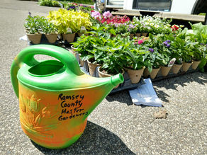 Annual Bedding Plant Pre-Sale