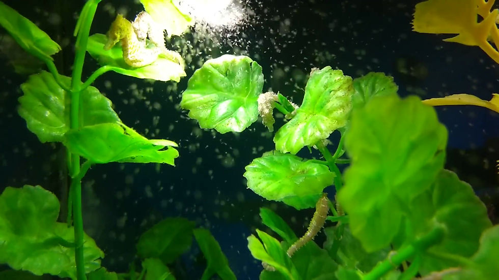 Thumbnail: Dwarf Seahorses for Beginners