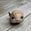 Thumbnail: LPS Authentic Guinea Pig