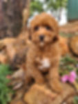 Cavoodle girls.jpg