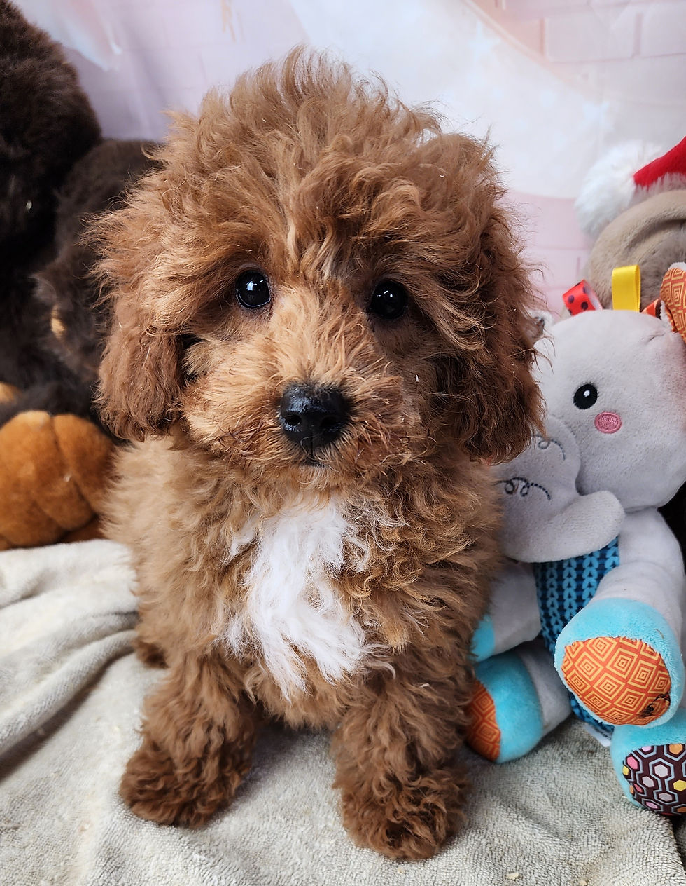 Thumbnail: Boy cavoodle 