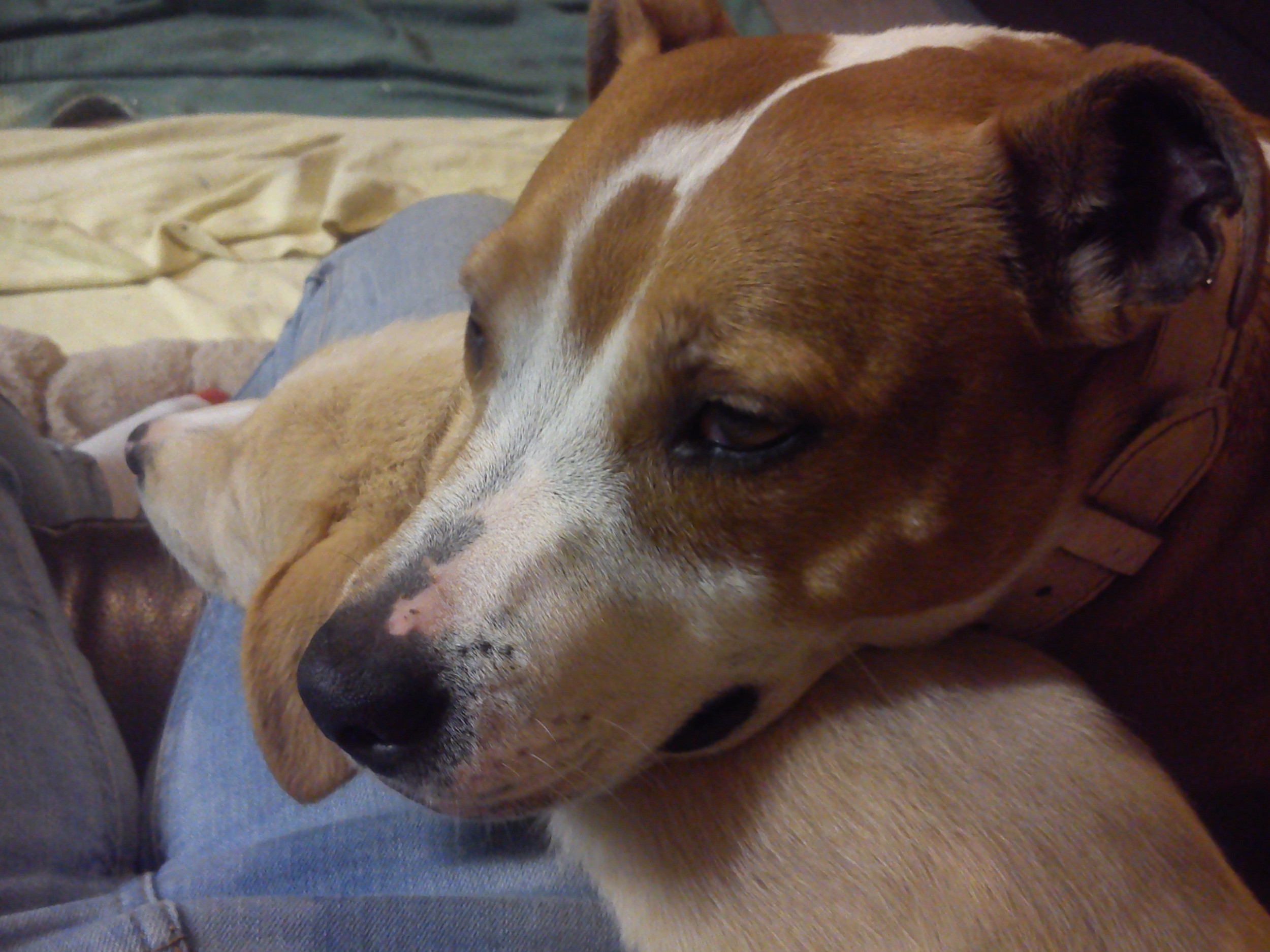 Know more About Us K9 Concepts Warwick