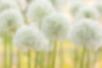 Weiße Zierlauch-Blüten als runde Kugeln vor gelbgrünem Hintergrund